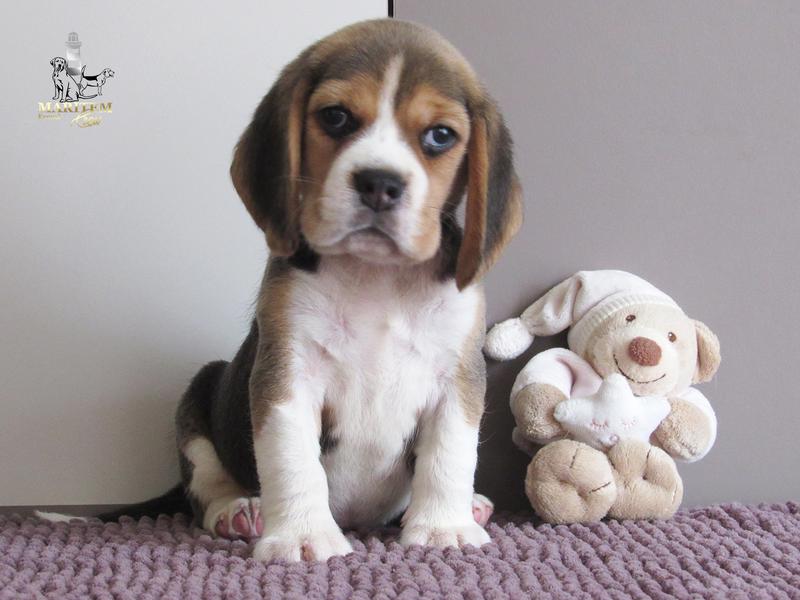 щенки бигля девочка. собачка бигль. щенки бигля девочка. бигль щенок девочка. собака мия бигль девочка играет.