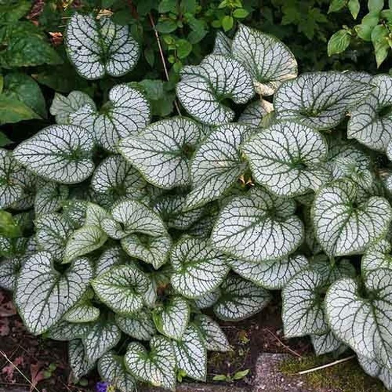 Brunnera macrophylla Jack Frost