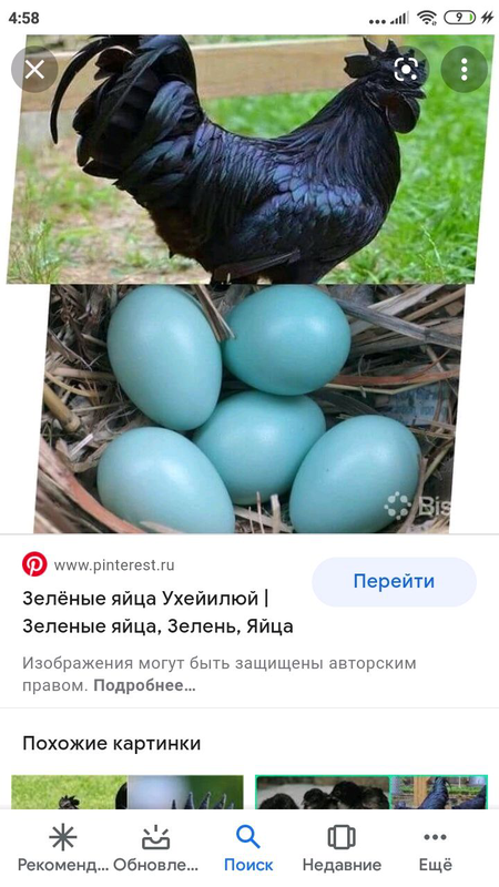 Порода кур Ухейилюй с фото и описанием. Яйца Ухейилюй фото. Породы кур-несушек которые несут по 2-3 яйца в день. Ухейилюй в Новосибирске.
