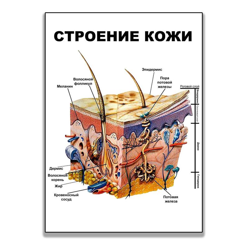 Строение кожи картинка