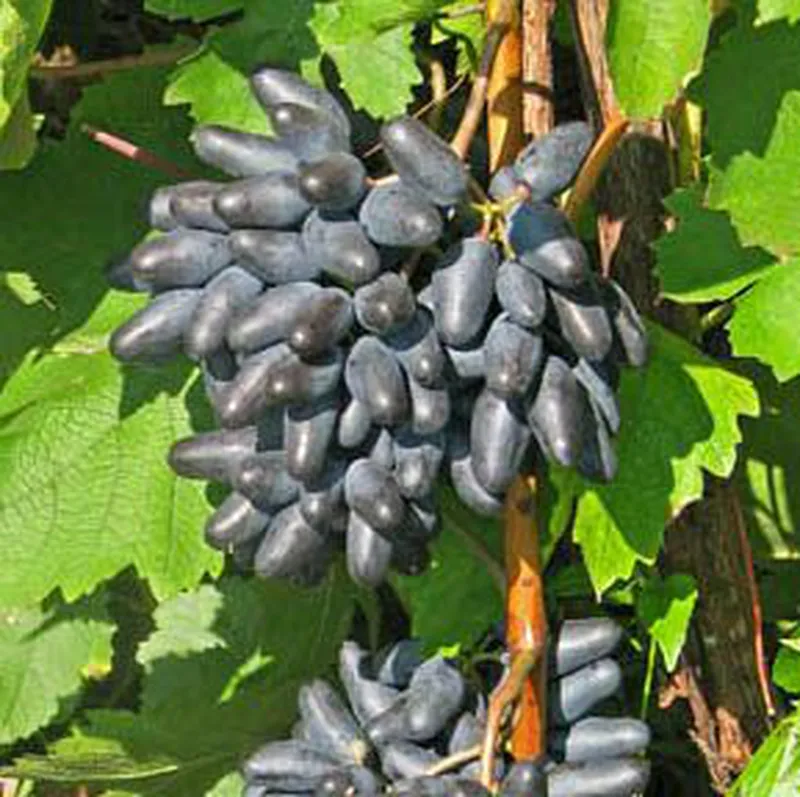 Одесский сувенир виноград описание сорта фото