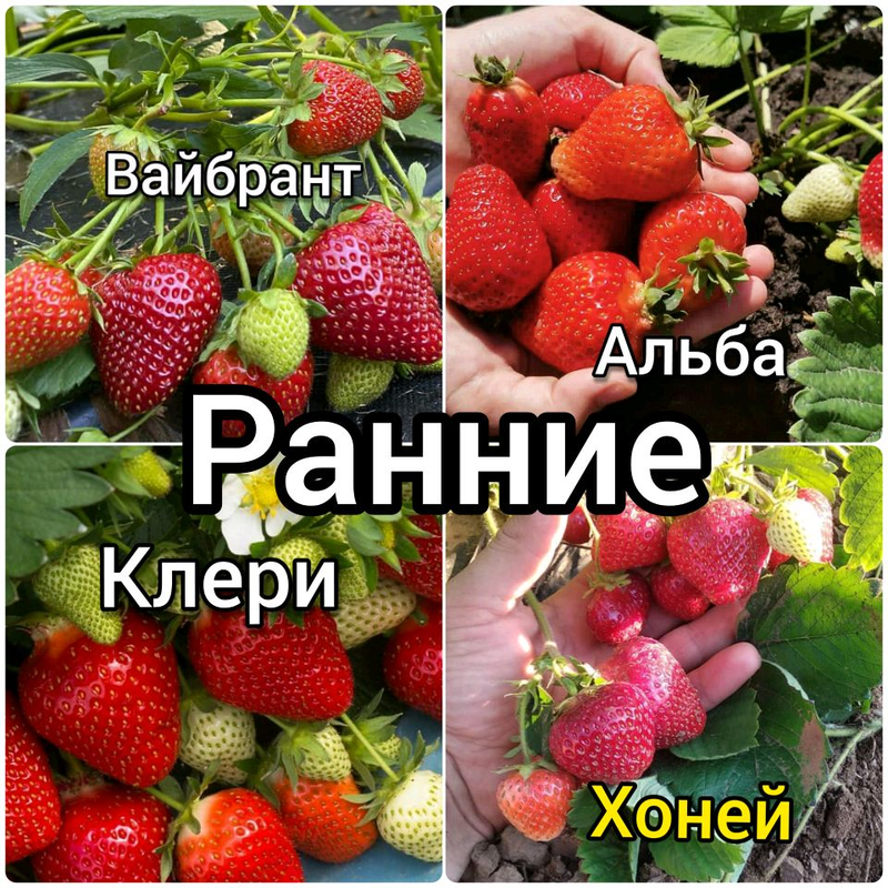 Рассада фриго клубники фото