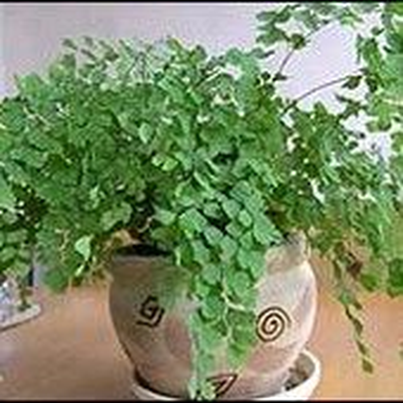 Комнатные растения - папоротники: купить по доступной цене на IZI