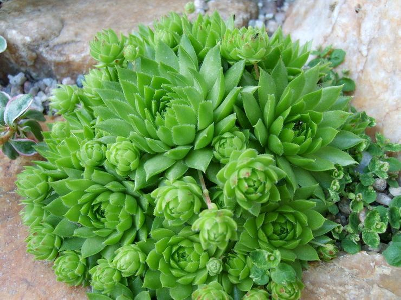 Молодило. Молодило каменная роза зеленая. Толстянковые молодило. Sempervivum soboliferum. Многолетник молодило каменная роза.