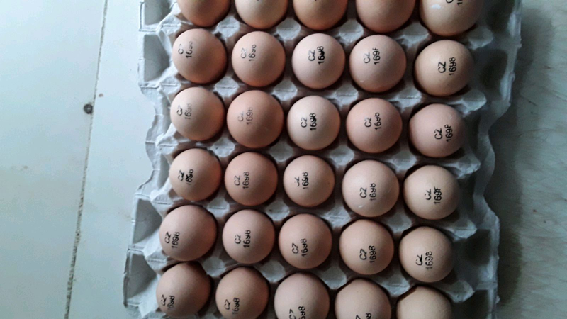 Чехия инкубационное яйцо бройлер