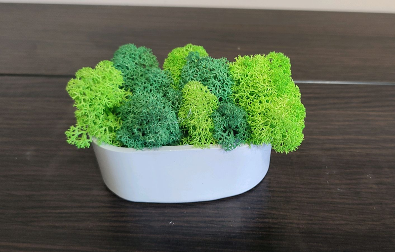 Мох в кашпо, скандинавський мох, мох ягель - 160 ₴, купить на ИЗИ ...