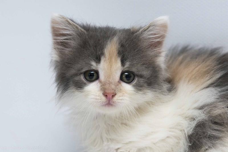 Добрые руки отдам котят 2023г в городе омске. Отдадим котят в добрые. Котенок 2 недели девочка. Вдобре руки котят трёх цветных. Котятки в добрые руки.