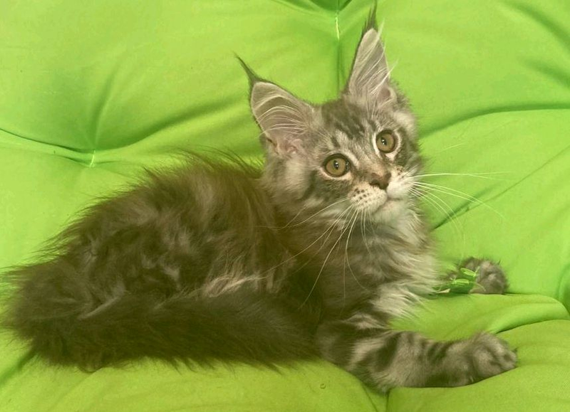 Котик Мейн Кун - 8000 ₴, купить на ИЗИ (56539892)