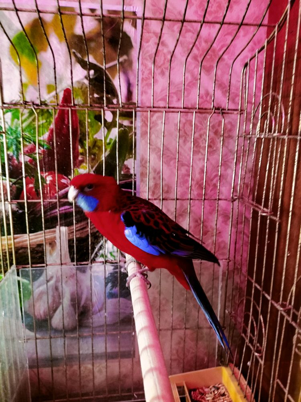 Говорящий попугай розелла пенантовая мальчик 4года