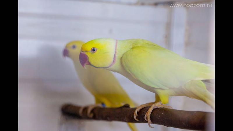 Желтый Ожереловый попугай РАЗГОВАРИВАЮЩИЙ !!!