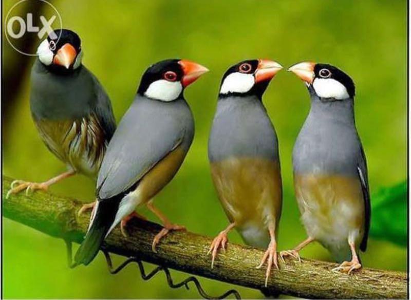 Разные виды декоративных птичек | Все для домашних животных