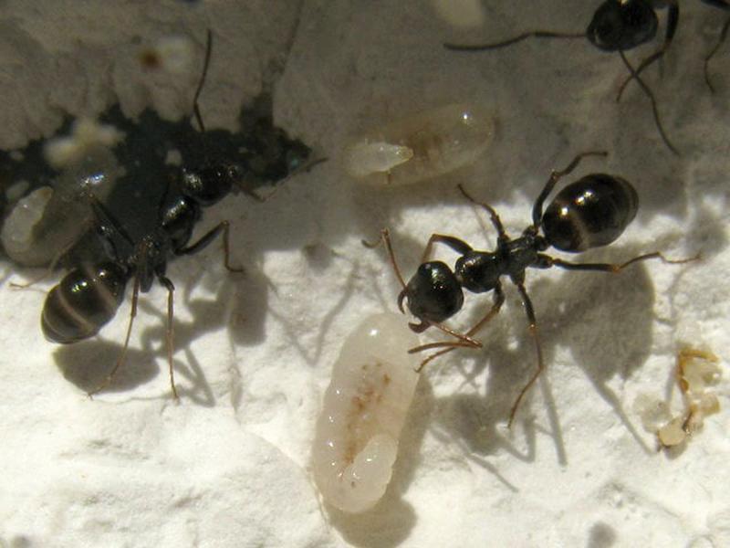 Колония муравьев. Cataglyphis aenescens матка. Степной бегунок (Cataglyphis aenescens). Муравьи катаглифисы.