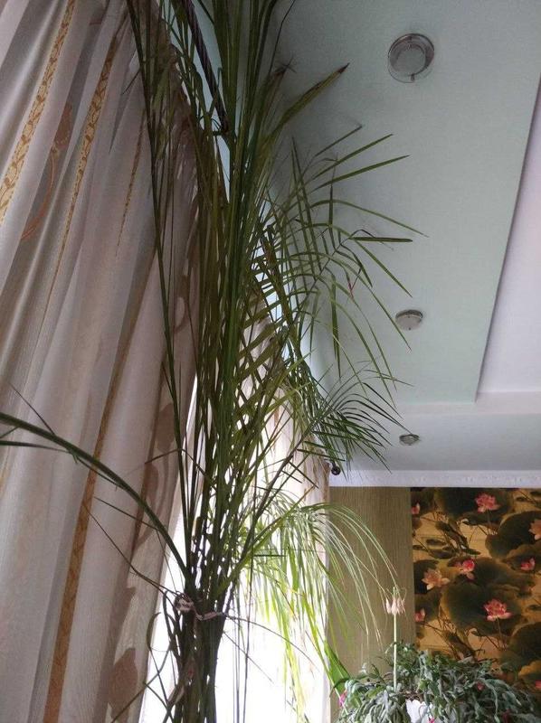 Продам финиковую пальму, больше 3-х метров высота
