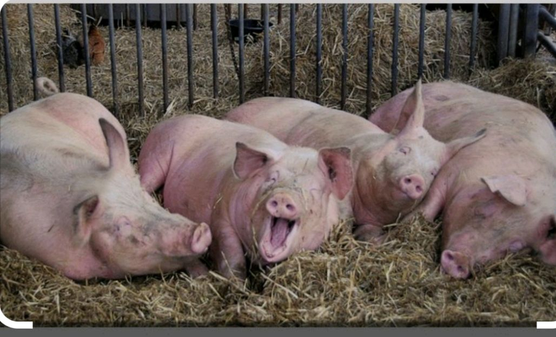 Продам 10 свиней живою вагою