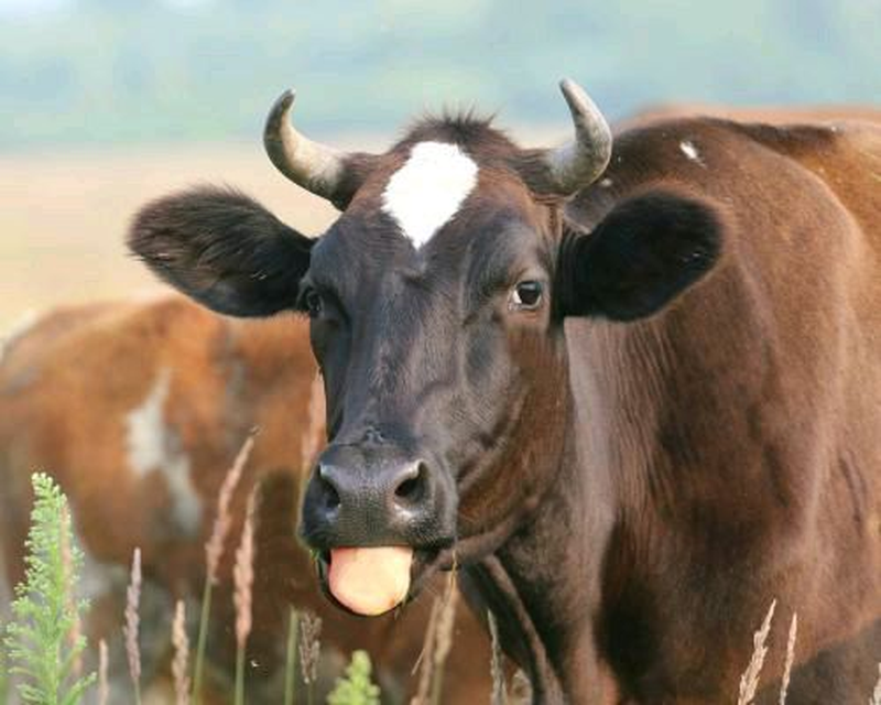 Продаю  Крс крупний  рогатый скот также первестки 25.000