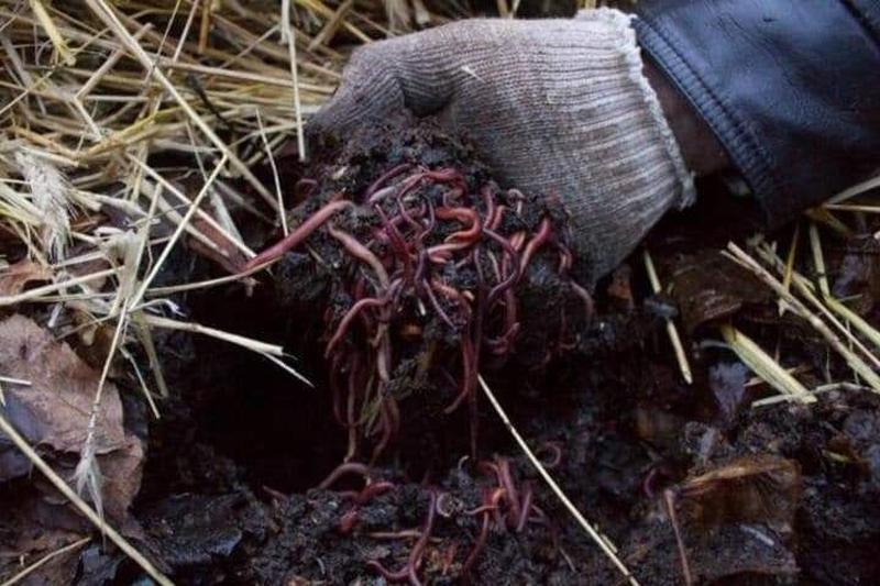 Каліфорнійські черв'яки, старателі для компосту, біогумусу, ри...