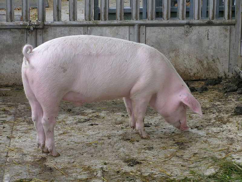 Куплю свиней живым весом