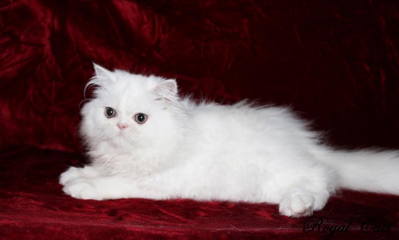 Шикарный персидский котенок белоснежного окраса,современного типа