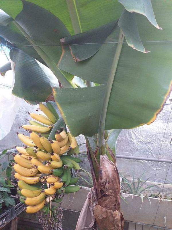 Комнатный Банан Фото
