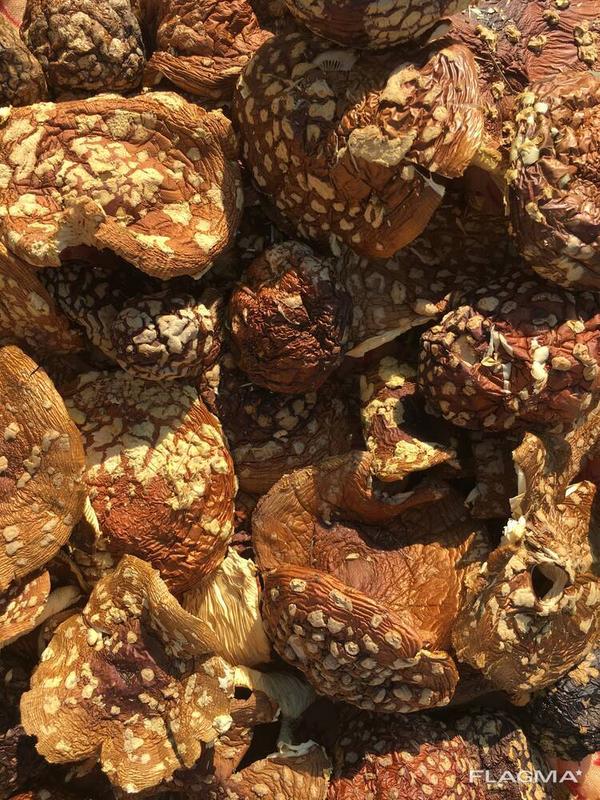 Мухомор Королівський: цена 1200 грн - купить Овощи и фрукты, грибы на ...
