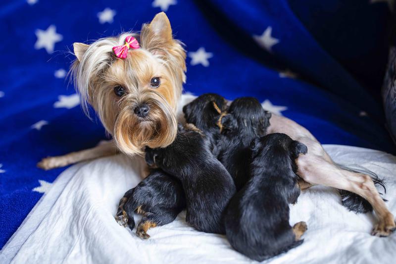 Йоркшир терьер. Йоркширский терьер мама с щенками. Маме терьер. Йоркширский терьер метис. Йоркширский терьер.