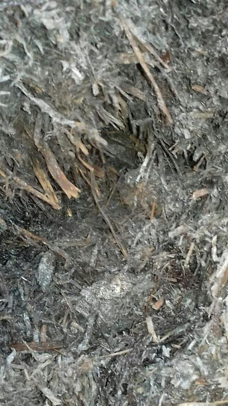 Особливості використання грибного компосту