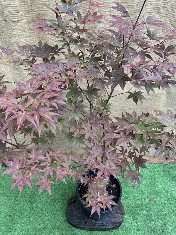 Японский клен Japanese maple, acer palmatum Atropurpureum Rovi...: цена ...