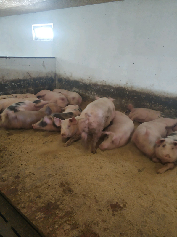 Свинья живым весом цена