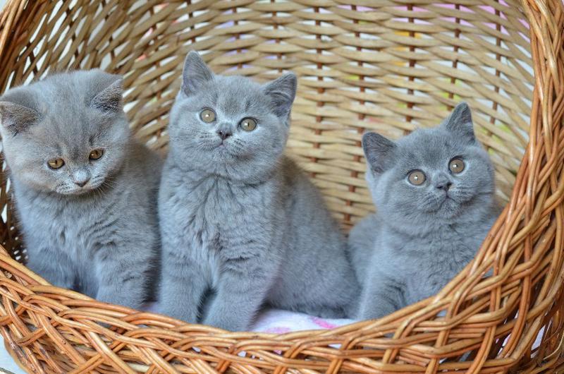 Авто британские котята