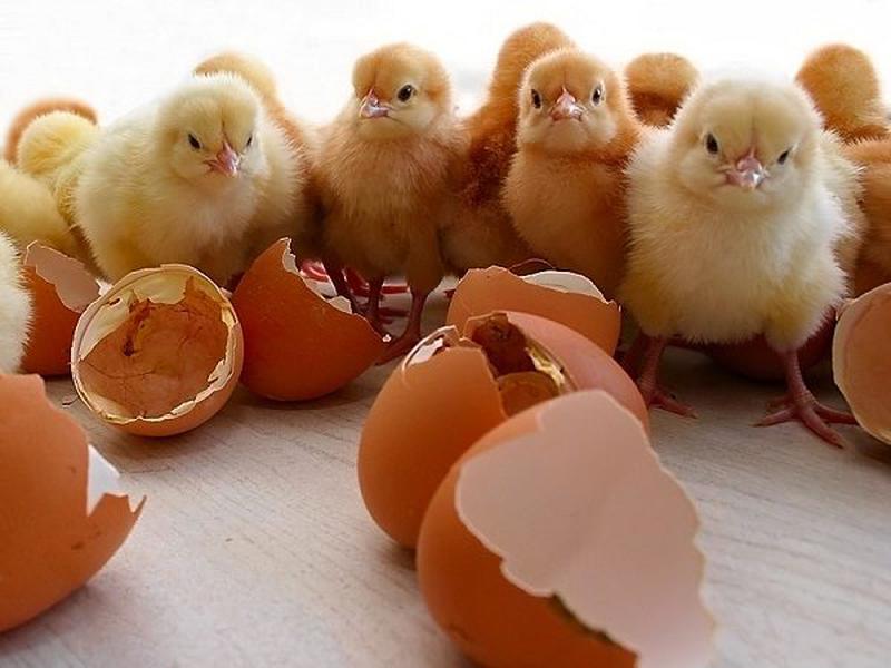 Видеть во сне маленьких цыплят много. Цыплята Ломан Браун. Редбро инкубационное яйцо. Фокси Чик яйцо. Фокси Чик петух.