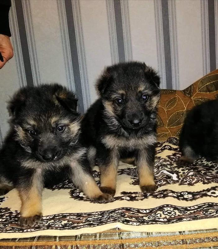 когда вводить прикорм щенкам. прикорм щенков немецкой овчарки. миски для щенков. корм для щенков немецкой овчарки 3 месяца. прикорм щенков немецкой овчарки.