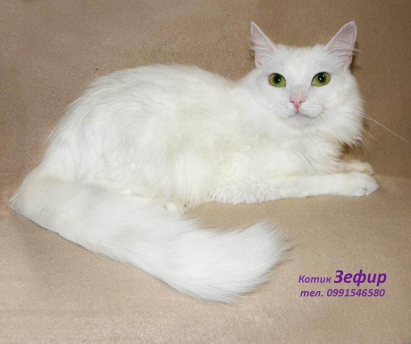 Белый пушистый котик Зефирчик, турецкая ангора (2 года)