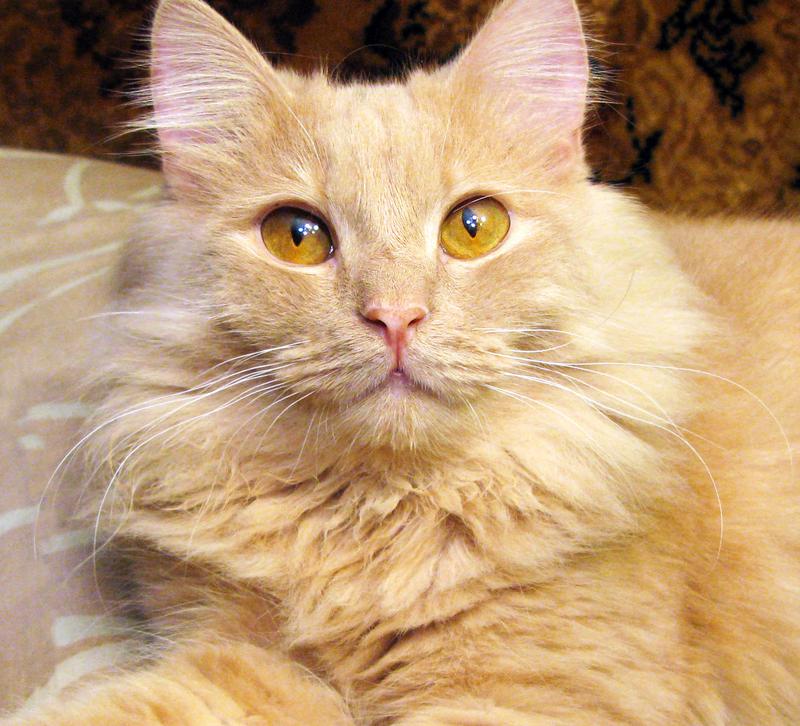 Котик СИМБА. Рыжий, пушистый, крупный. 2 года.