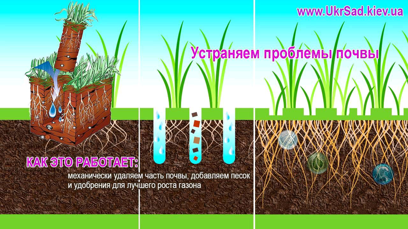 Газон после аэрации фото