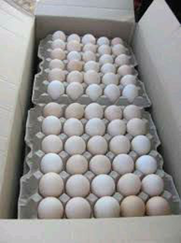 Купить яйца в белоруссии. Инкубационное яйцо Кобб 500. Инкубационное яйцо бройлера Кобб 500. Бройлер Кобб 500 яйцо. Инкубационное яйцо бройлера Росс 308.