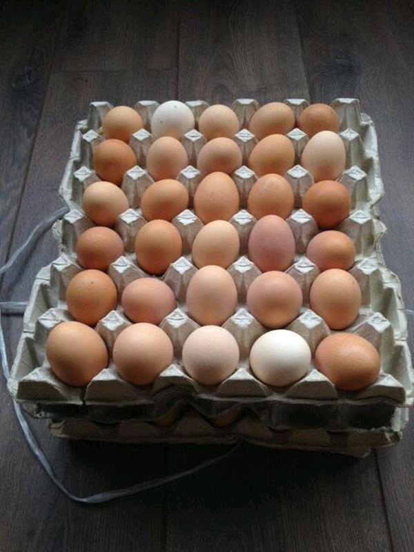 Купить яйцо в белгородской области. Домашние яйца. Яйцо куриное. Домашние куриные яйца. Яйцо домашнее куриное.