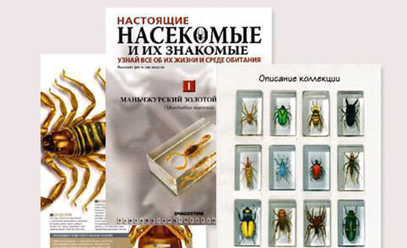 Насекомые и их знакомые рисунки