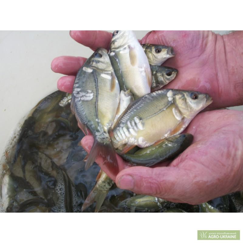 Белый амур рыба малек. Золотой карп малек. Белый амур годовик. Малек карпа толстолобика. Мальки карпа белого амура.