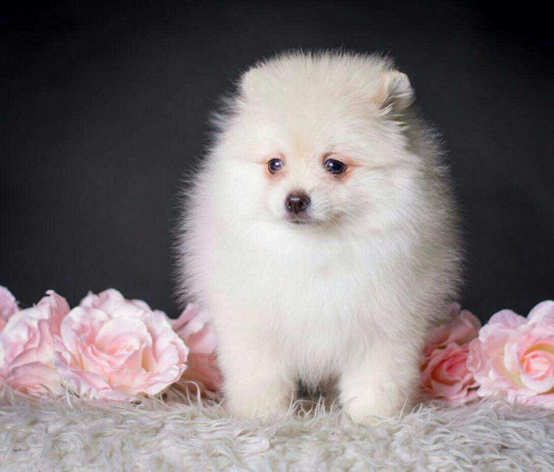 померанский шпиц девочка. померанский шпиц рыжий курносый. померанский шпиц девочка. померанский шпиц взрослый. померанский шпиц подростт.