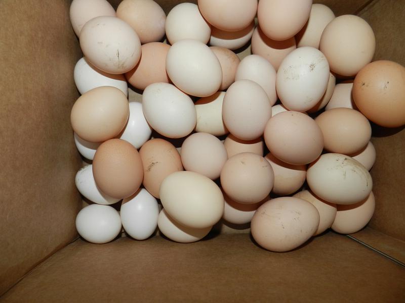 Воронеж купить инкубационное. Яйцо голошейки. Яйцо Доминанта. Заказать яйцо куриное голошейки. Инкубационное яйцо голошейки купить.