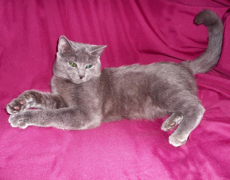 ЧЕЛСИ - русская голубая (метис), котенок-девочка