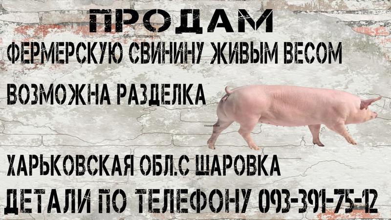 Цена свинины живым весом