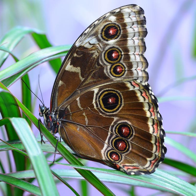 Бабочка зорька фото окружающий мир