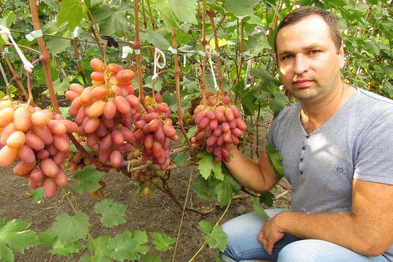 Ливия виноград описание. Кодрянка Ливия виноград. Сорт винограда розовый супер. Розовый слон виноград. Виноград розовый супер фото.