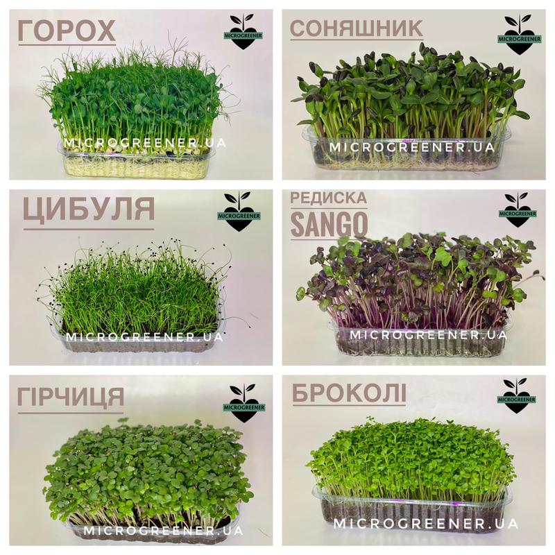 Микрозелень Горчица, Микрогрин, Microgreen, мікрозелень - 50 ₴, купить ...
