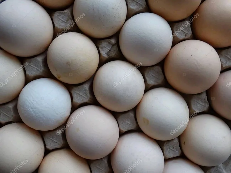 Инкубационное яйцо испанка голошейка