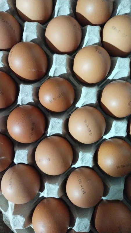 Ломан Браун Венгрия инкубационное яйцо