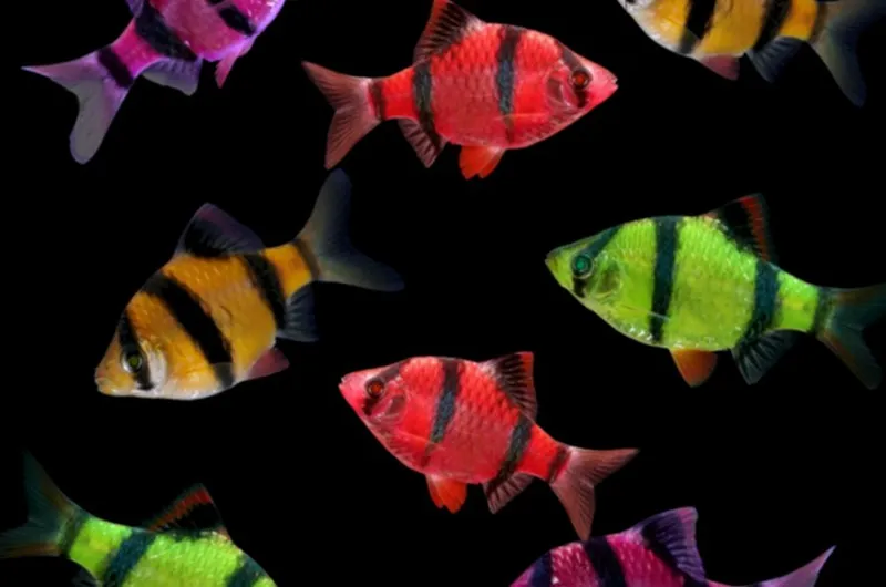 аквариумные рыбки барбус 4 вида