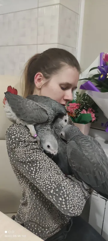 Пташенята сірого папуги жако